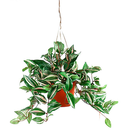 Mr Plant Kunstig Plante Tradescantia Hengende 40cm