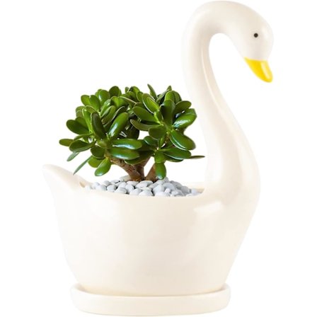 Keramisk svanepotte, kaktus sukkulent blomsterpotter planter dekorasjon