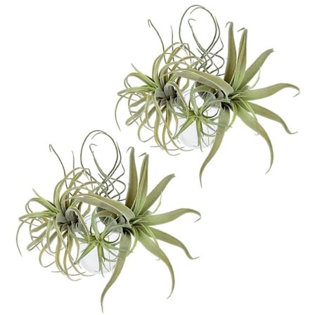 8 stk. Kunstig Ananas Græs Luftplanter Falske Blomster Faux Flocking Tillandsia Bromeliads Hjem G