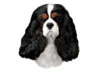 Cavalier King Charles Spaniel Tri-colour - klistremerker