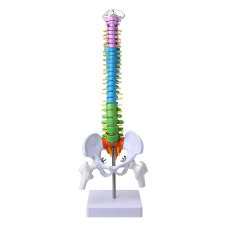 45 cm Aftagelig Menneskelig Rygsøjle Model Spinal Søjle Hvirvel Lumbal Kurve Anatomisk