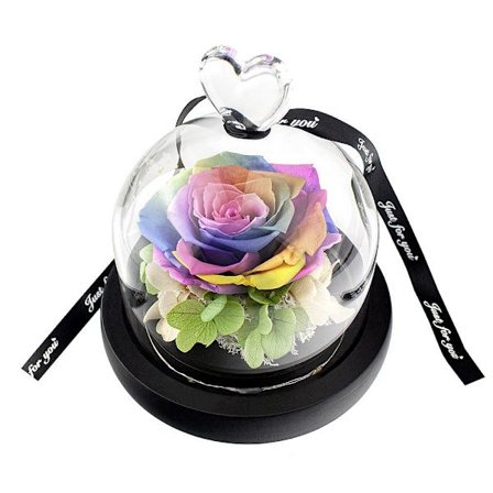 Romantisk regnbågsros i glaskupa med LED-ljusslinga