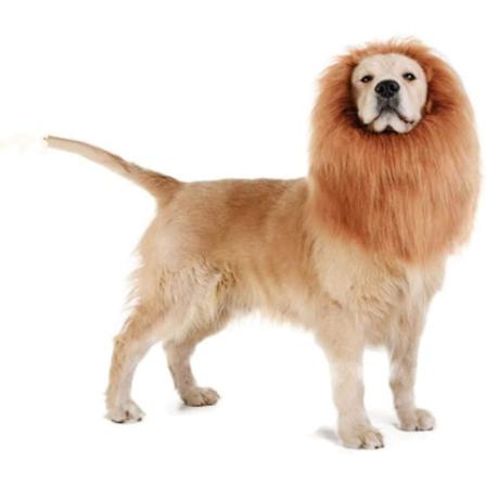 Hund - Lejon, Hund Halloween Kostym