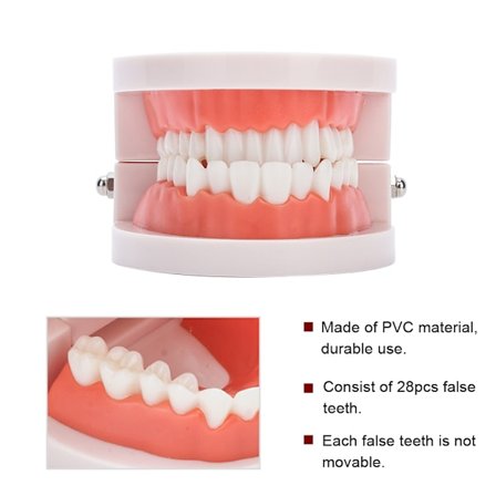 Ammattimainen hammashoito-opetusväline, tavallinen hammasmalli selkeään morfologisen rakenteen ymmärtämiseen, kompakti ja minikokoinen, kestävä PVC-