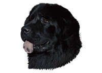 Newfoundlandshund svart - klistremerker