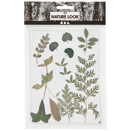 Dried flowers and leaves Green