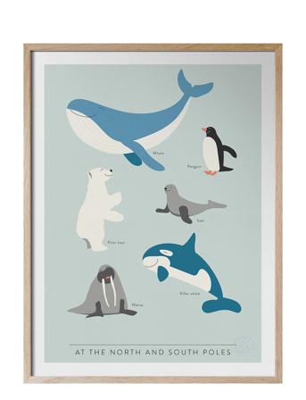 At The North And South Poles - På Engelska Home Kids Decor Posters & Frames Posters Animal Posters Multi/mønstret Kunskapstavlan