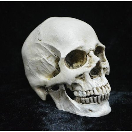 Livsstørrelse kopi af realistisk menneskekranie, hovedknoglemodel, anatomi hvid resin kranie høj præcision undervisningsværktøj [SL]