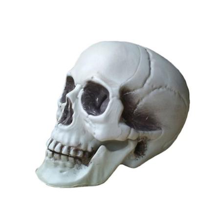 Halloween, Realistisk Modell För Mänsklig Skalle (1 Stycke, Vit)