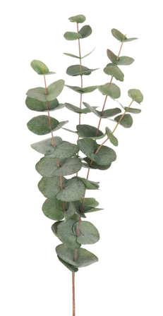 Mr Plant Eucalyptus Kvist Grønn H60cm