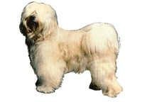 Tibetansk terrier lys stående - klistremerker