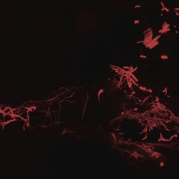 Moss garden Svarte Greiner