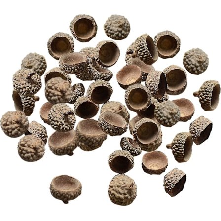 100x Naturlige Agern Ægte Rustikke Agern Hætter Dekorative Vasefyld Hjem DIY Jul Køkken Efterår Bordspredning Fotorekvisitter, Naturlige Agern Hætter