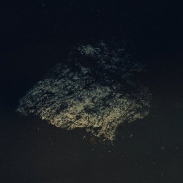 Lost world MULTICAST DYNAMICS