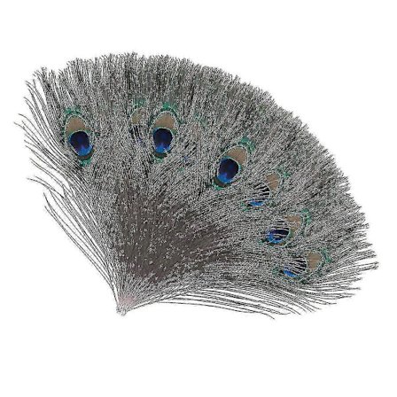 Naturlige store påfuglfjær til dekorasjon