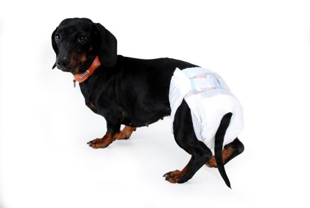 Camon Pannolini A Mutandina Cani Taglia M