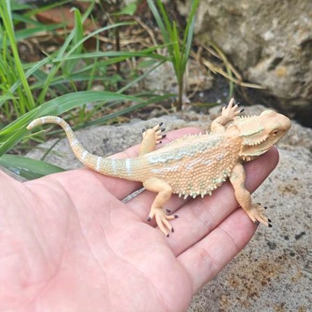 1 stk., simuleret fyrretræslis pet dekorations ornament