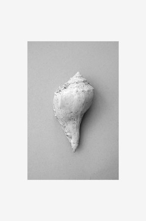 Malerifabrikken - Juliste Shell - Harmaa - Julisteet - - Homeroom