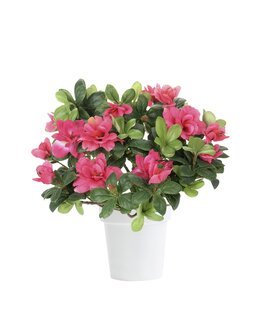 Konstväxt Azalea Lila/rosa - Mr Plant