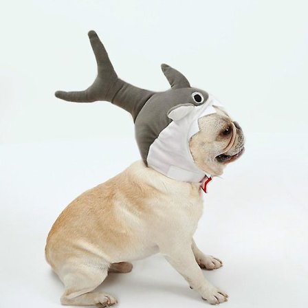 Haj Design Hunde Kat Hvalp Hat Halloween Cosplay Kasket Mane Kæledyrskostume Mode Kæledyrshatte Varme Og Søde