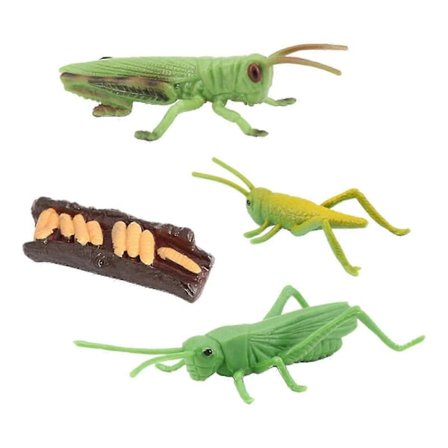 Natur Insekter Vækstcyklus Livscyklus Dyr Figur Model Legetøj Græshoppe[D]