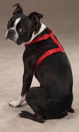 Nylon Sele Röd - XL - Hurtta, Julius-k9, Fuzzyard, Flexi, Ruffwear, Petstudio, Casual Canine, Dog is Good mm. på Doggie.se