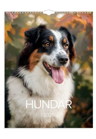 Burde Väggkalender 2026 Stora Hundkalendern Kalendrar Flerfärgad 39x29,5x0,8