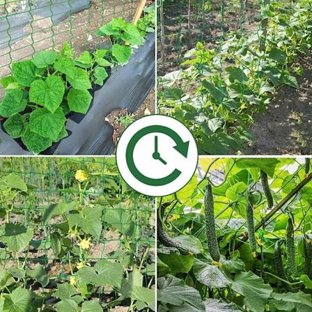 Klätterväxtstöd 2m x 3m, lämplig för gurka, tomat, grödor klätterväxtnät. Används i växthus, balkonger etc.