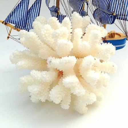 12-14cm 100% Naturlig Hvid Koralsøtræ Hvid Koralsø