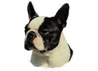 Boston terrier - klistremerker