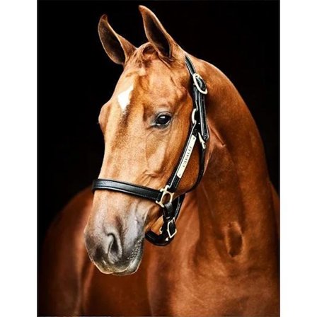 5D Diamantmaleri Kit 30x40cm DIY Farverig Hest Diamantkunst