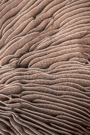 Malerifabrikken - Poster Organic lines 3 - Beige - Postere - Fra Homeroom