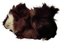 Marsvin - klistremerker - S