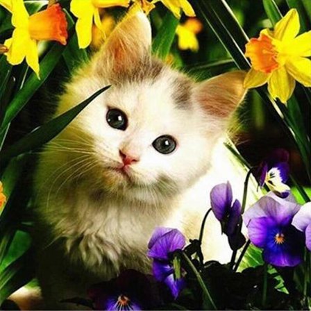30 x 40 cm, chat dans les fleurs Diamond Painting Broderie Diam