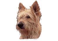 Picard - klistremerker