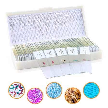 50 stk Mikroskopglass Preparerte Glass for Grunnleggende Utdanning av Bi