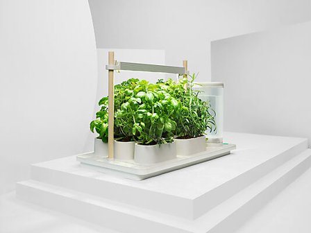 AUK URTEDYRKER STARTPAKKE FURU