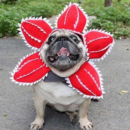 Yndig Halloween Kæledyrshat Komfortabel Djævel Levende Billede Dyrehatte Kostume Tilbehør Med Lukket Tape Sjov Udklædning Til Kæledyr