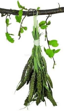 Jr Farm Grønn Senegalhirse - 50g