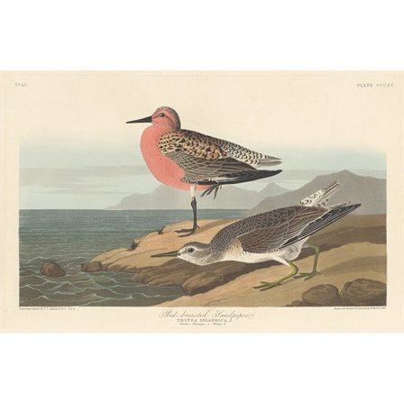 John James Audubon Rödbröstad sandpiper-tryck 40 cm x 30 cm Mul