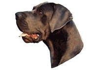 Grand danois blå hode - klistremerker