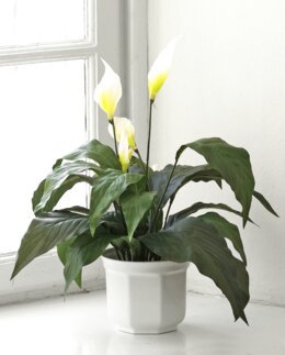 Konstväxt Fredskalla Grön - Mr Plant