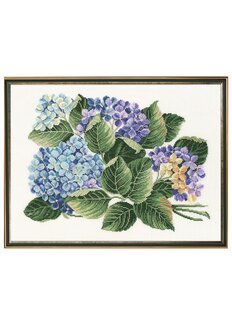 Bild Hortensia - Rosenstand