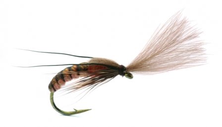 Super Emerging Caddis Cinnamon - 12
