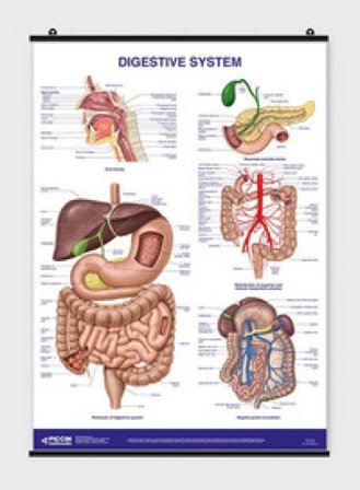 Poster digestive system Lucia Manzoli
