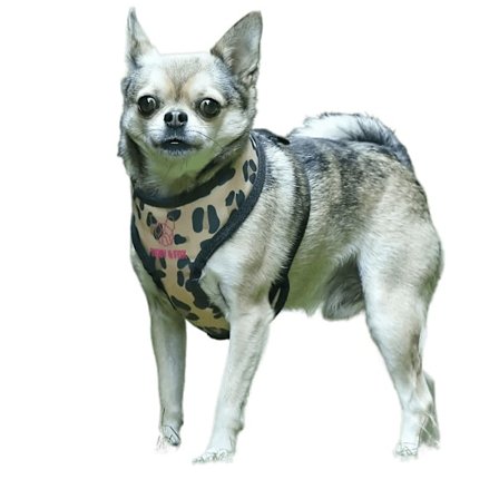 Digby & Fox Leopardmönstrad hundsele L - Bröst: 35cm-63cm Brun