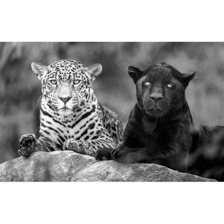 Svart/Vit Tiger Affisc 50×70 CM