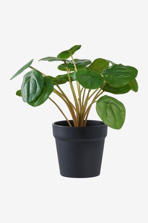 House Nordic - Pelia - Grøn - Kunstige blomster & planter - Fra Homeroom