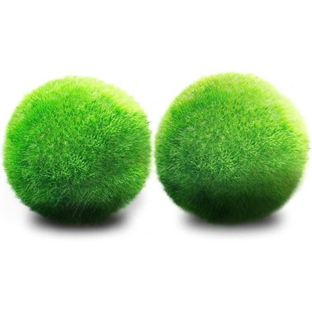 Marimo Moss Balls 1 tomme, Akvariumdekorasjon, Gave