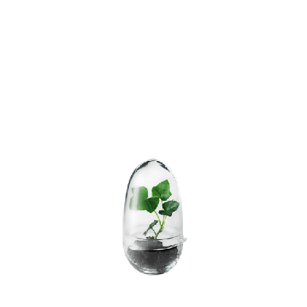 Design House Stockholm Växthus Grow, Small Dekoration Transparant